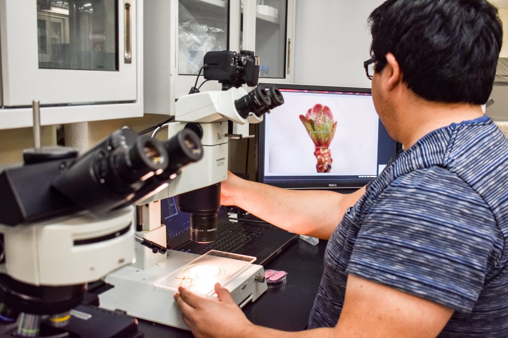 One of Amaya's research assistants uses a microscope and camera attached to the microscope to observe the cranberry plant