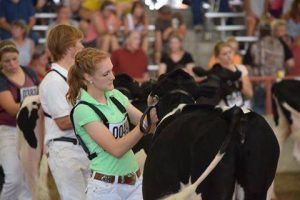 Allie Breunig showing one of her cows