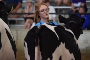 Allie Brenig showing one of her cows