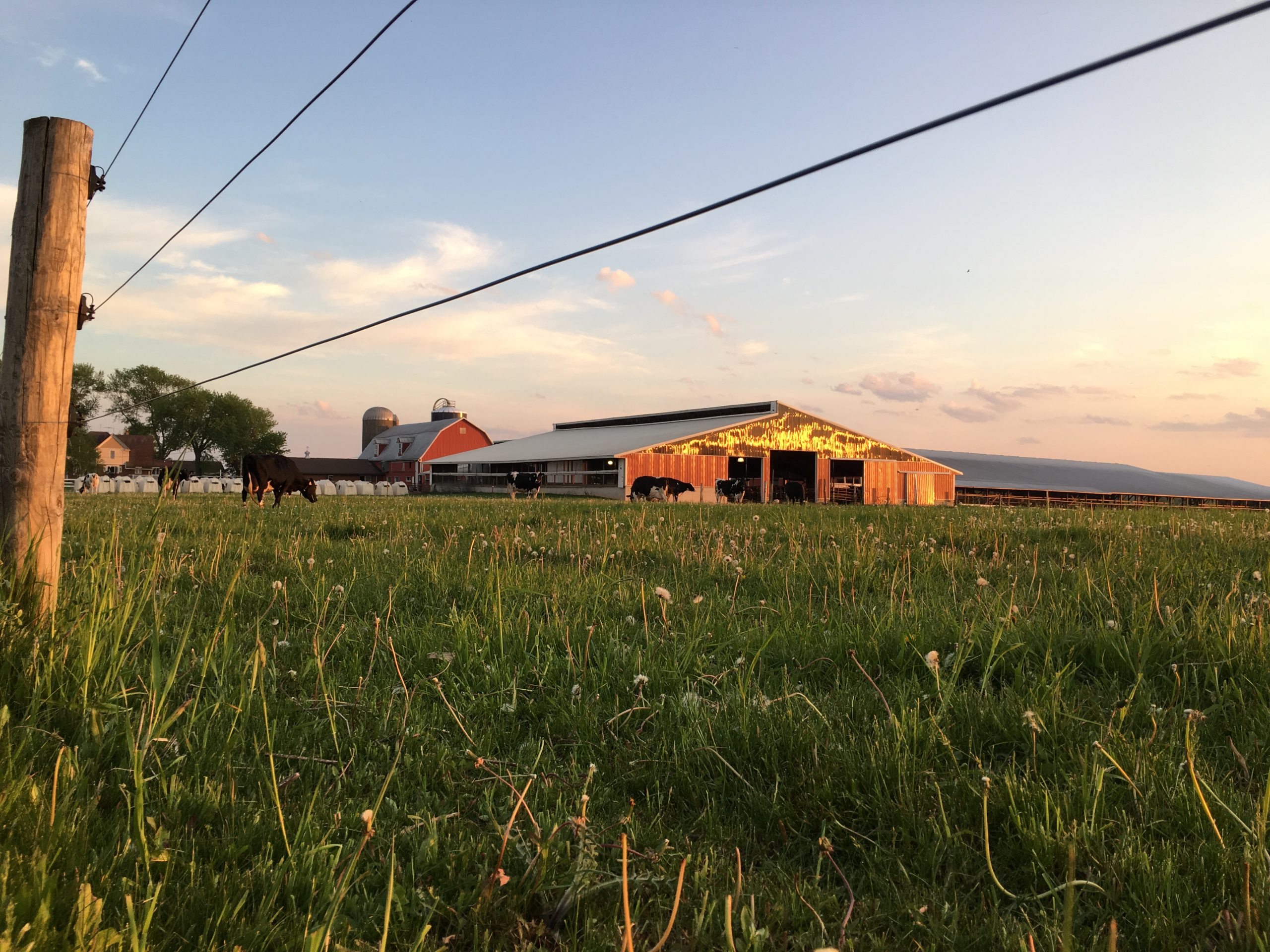 An image of the Brey Cycle Farm with the barn, field, and cows in the background.