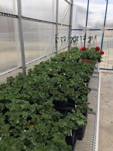 The school greenhouse in De Soto is currently housing around 140 hanging baskets, 125 geraniums and 5,000 bedding plants. The plants will be sold this May in a format to be determined due to the school closure.